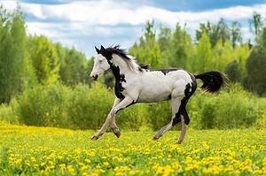 What Are Piebald Horses and How Rare Are They? Picture