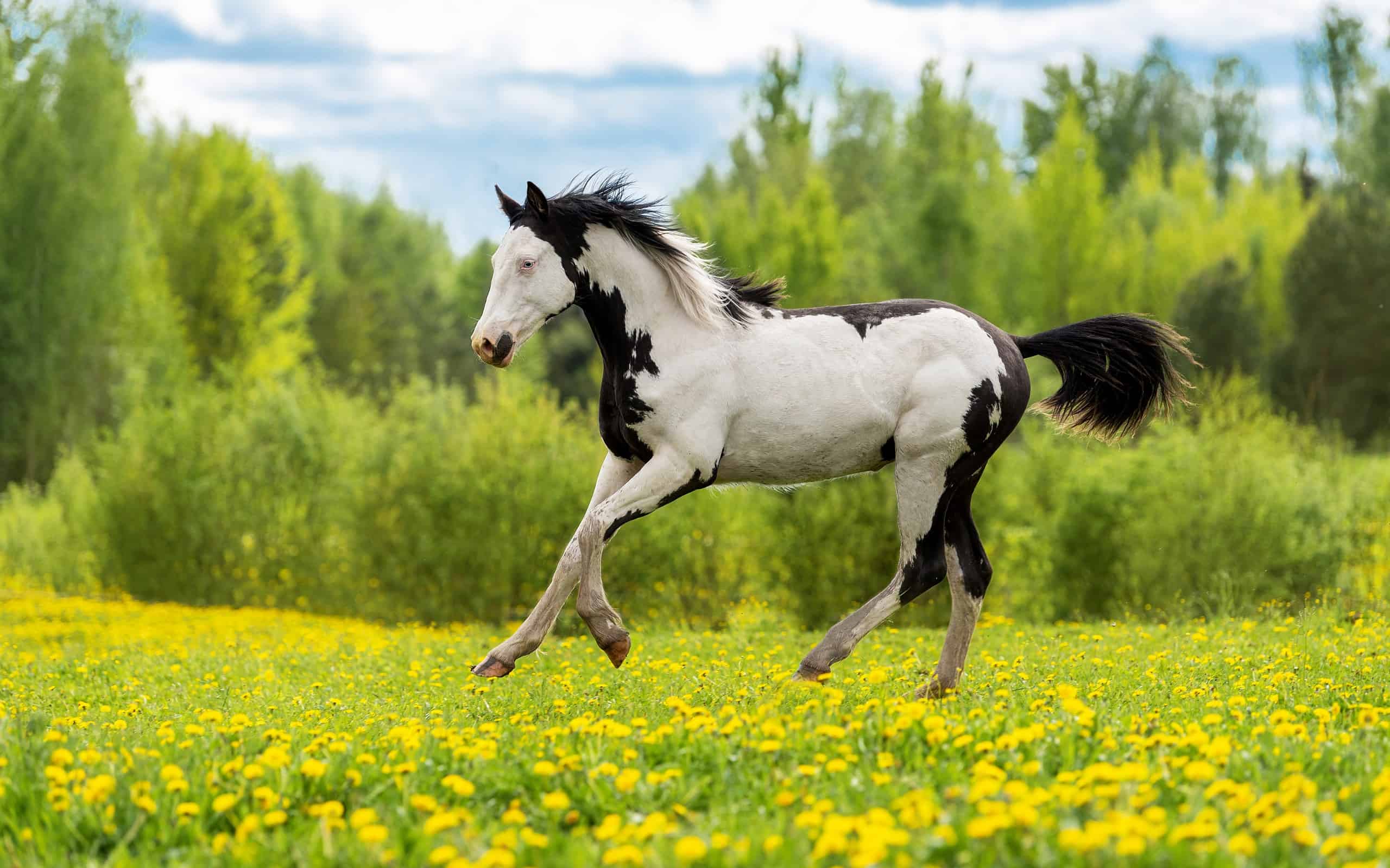 Beautiful young overo paint horse running in the field in summer