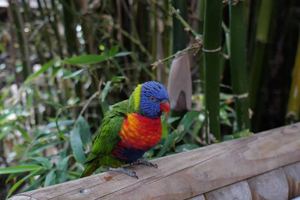 Rainbow Lorikeet perched on a Log. Dudley Zoo and Castle England UK