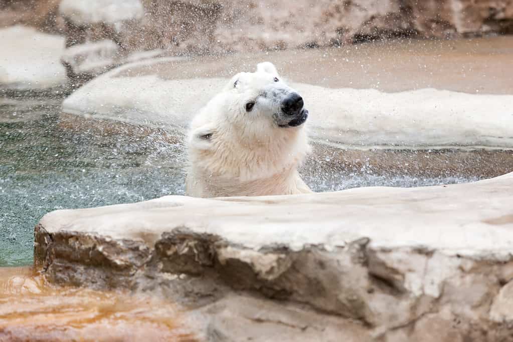 Polar Bear at St. Louis Zoo, USA.