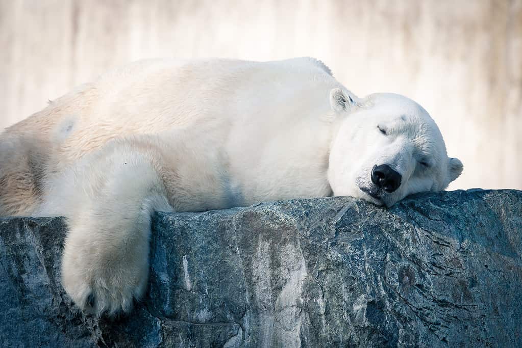Big White Polar Bear sleeping on icy rock