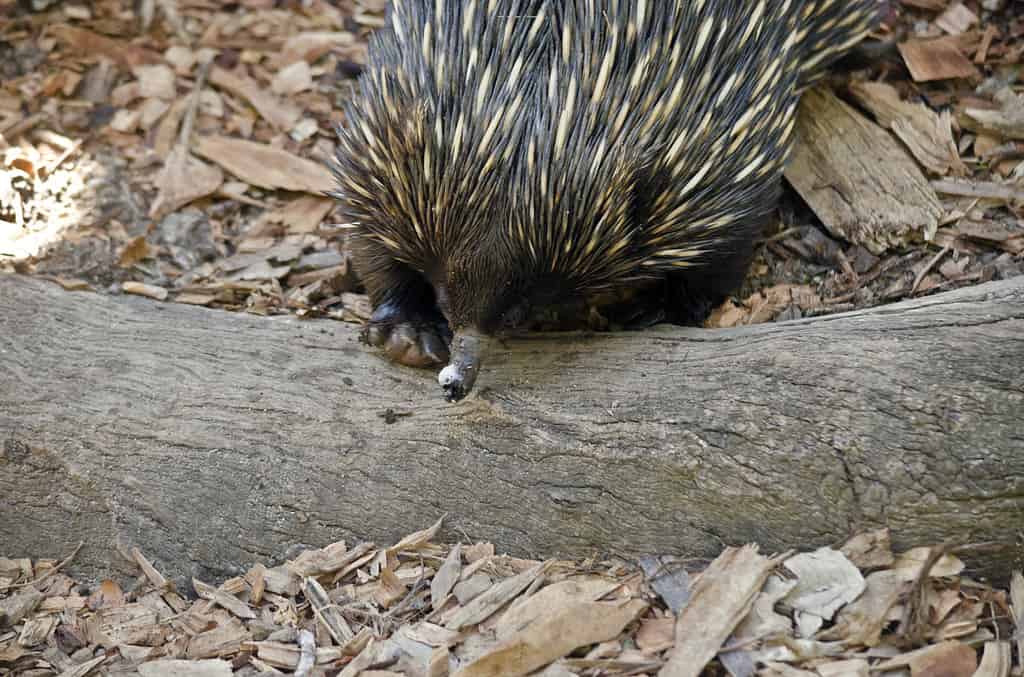 the echidna has a long narrow snout which it pokes around looking for ants