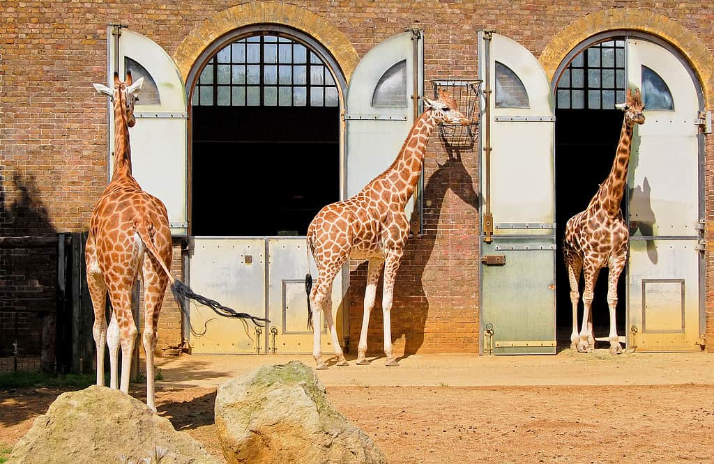 Giraffes at the London Zoo in Regent Park