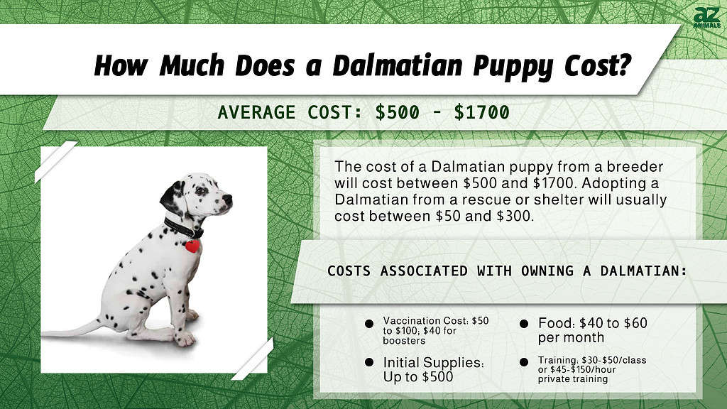 how much does it cost to adopt a dalmatian? 2