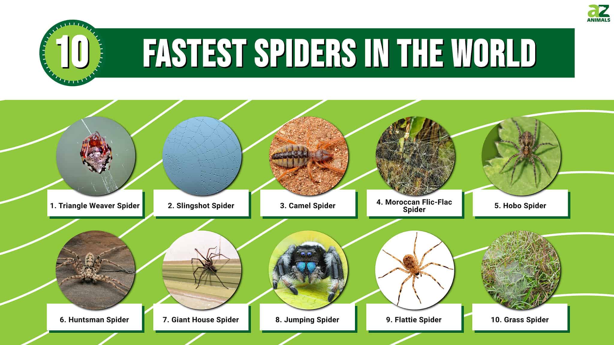 The Top 10 Fastest Spiders in the World - A-Z Animals