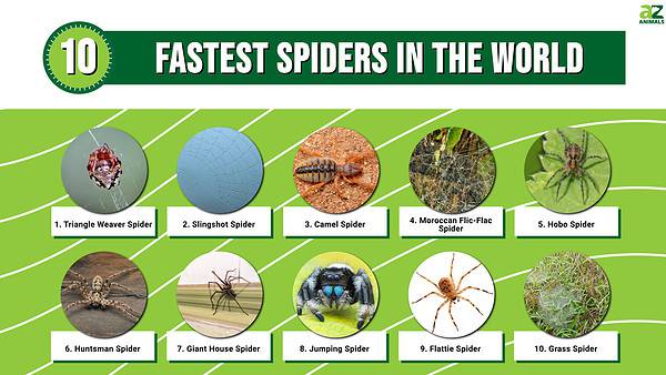 The Top 10 Fastest Spiders in the World - A-Z Animals