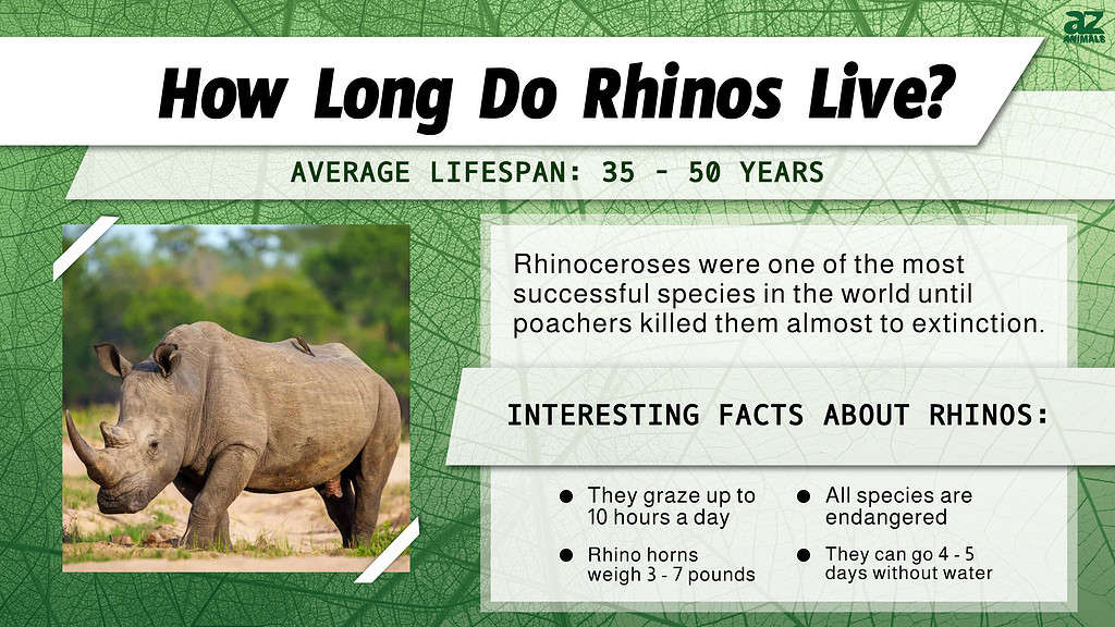 Rhinos live 35 - 50 years on average