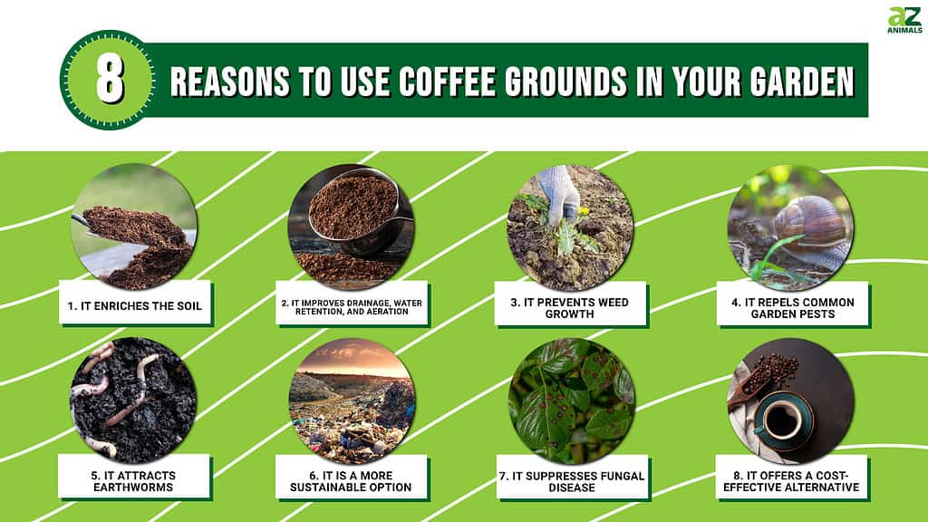 8 Reasons to Use Coffee Grounds in Your Garden
