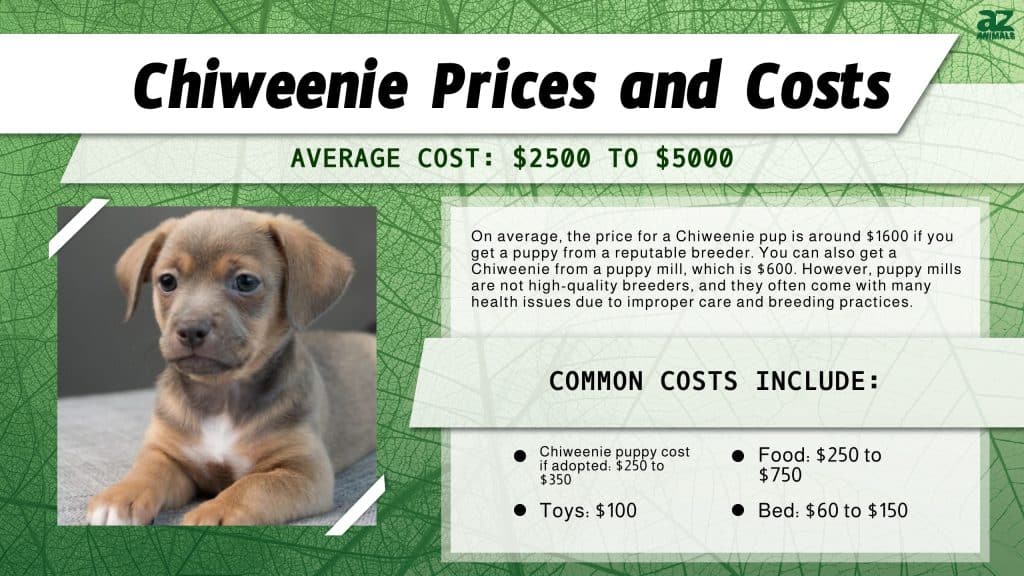 Munchkin Prices in 2024: Purchase Cost, Vet Bills, & Other Costs - A-Z  Animals