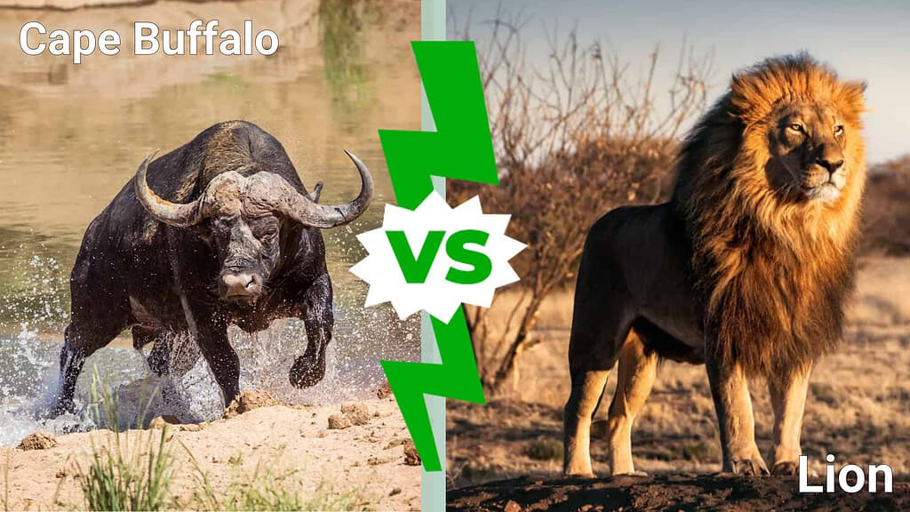 cape buffalo vs. lion