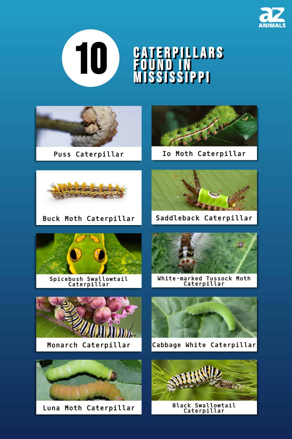 10 Caterpillars Found in Mississippi (4 Are Venomous) - A-Z Animals