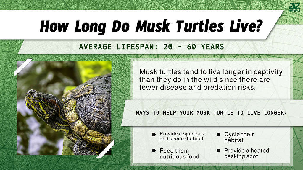 Musk turtles live on average 20 - 60 years
