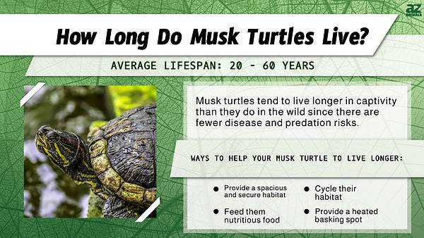 Musk Turtle: Lifespan, Size, and How to Care for One - A-Z Animals