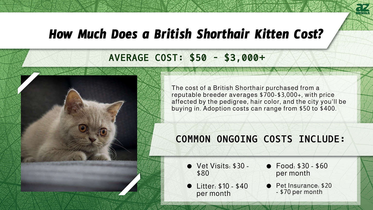 British Shorthair Prices in 2024: Purchase Cost, Vet Bills, and Other