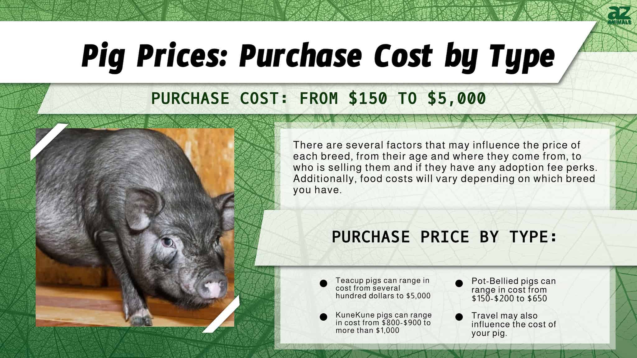 Pig Prices in 2024 Purchase Cost by Type, Feeding Costs, and More! A