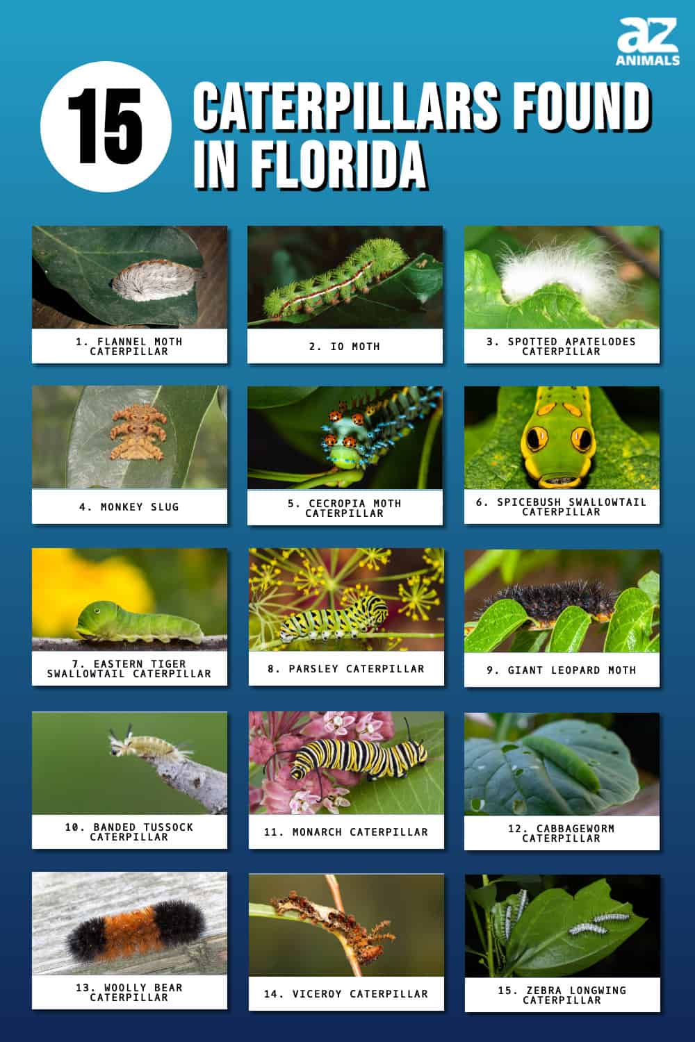 15 Caterpillars Found in Florida (6 Are Poisonous) - A-Z Animals