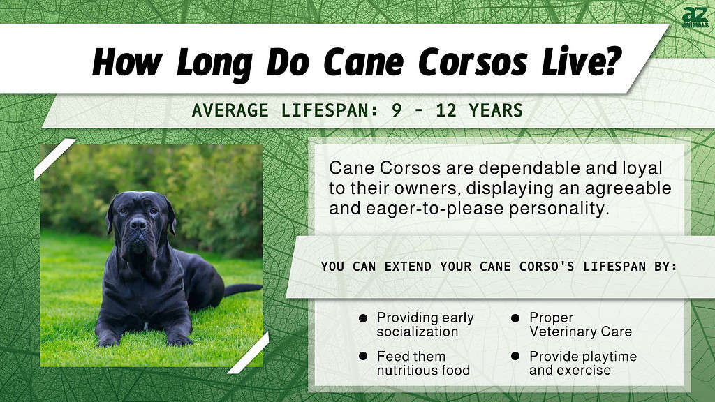 Cane Corso have an average lifespan of 9 - 12 years