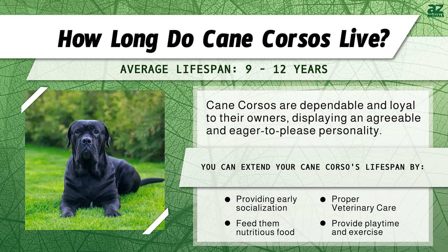 Cane Corso Lifespan: Average Life Expectancy and More! - A-Z Animals