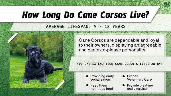 Cane Corso Lifespan: Average Life Expectancy and More! - A-Z Animals