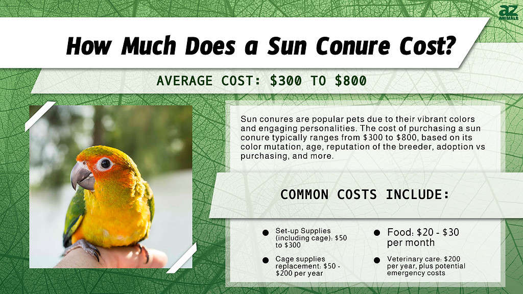 Sun Conure Prices in 2024 Purchase Cost, Supplies, Food, and More! A