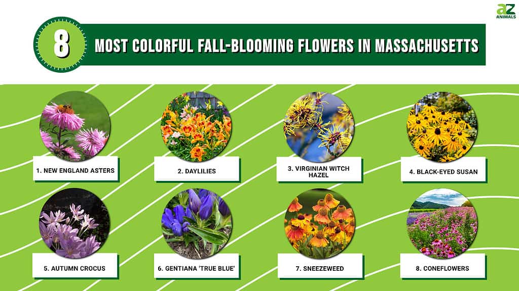 8 Most Colorful Fall-Blooming Flowers in  Massachusetts