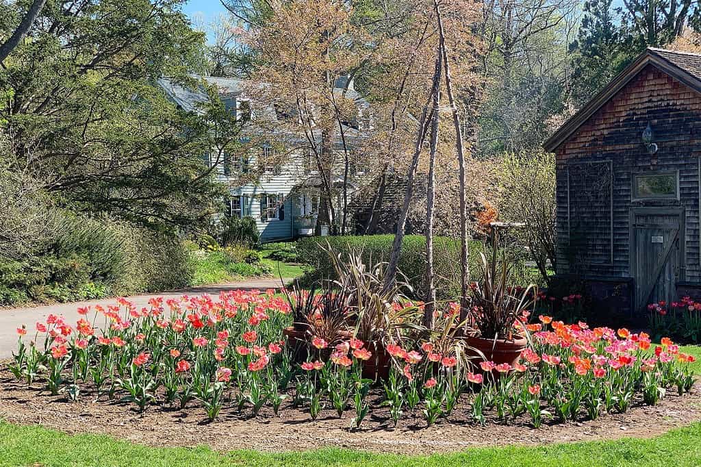 Willowwood Arboretum, Chester Township, NJ - tulip garden