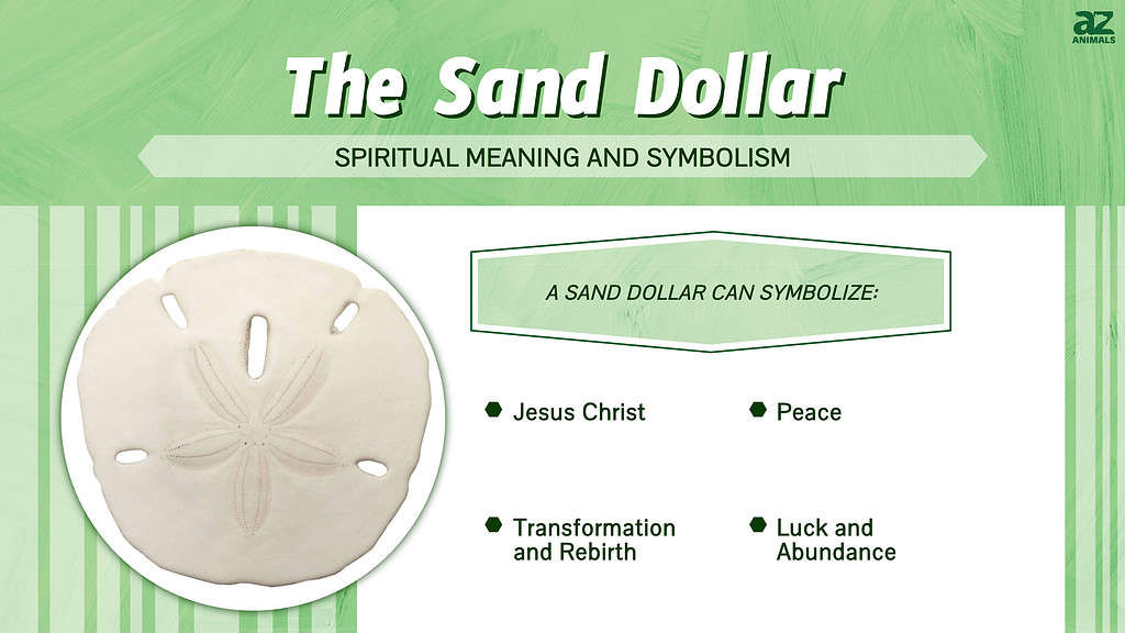 The Secrets of the Sand Dollar