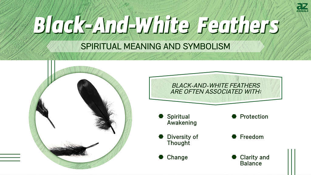 The Spiritual Meaning and Symbolism of Black-And-White Feathers - A-Z ...