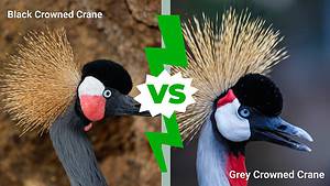 Black Crowned Crane vs. Grey Crowned Crane: What Are The Differences? Picture