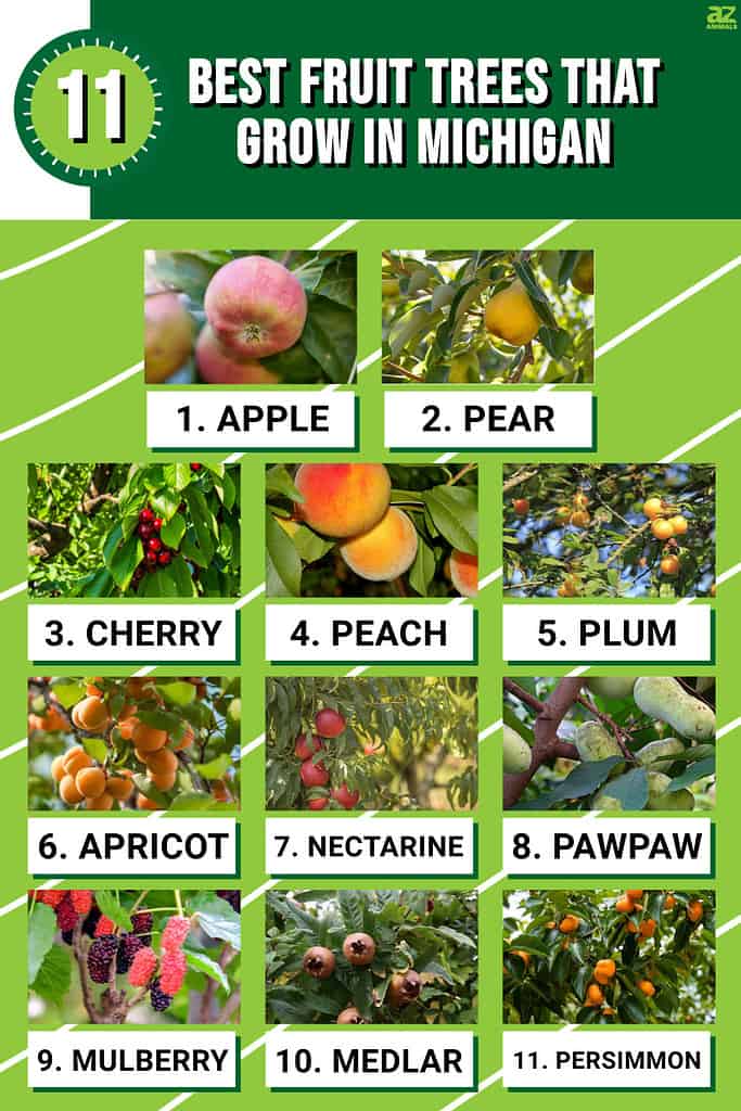 11 Best Fruit Trees That Grow in Michigan