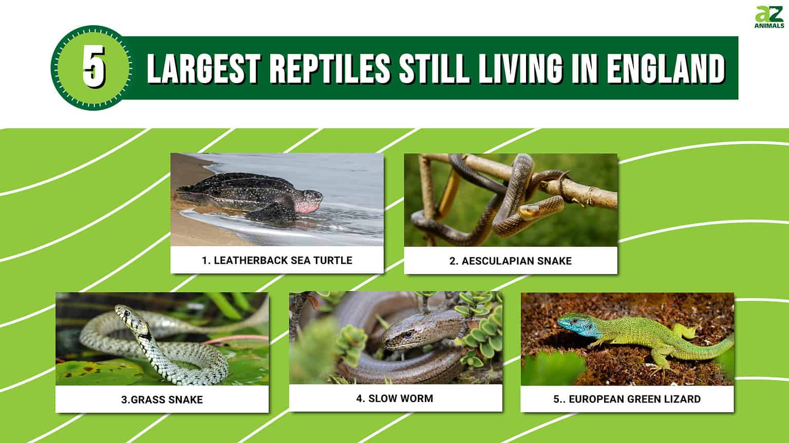 Discover the 5 Largest Reptiles Still Living in England - A-Z Animals