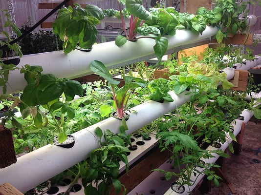 How To Grow Hydroponic Tomatoes: A Complete Guide - A-Z Animals