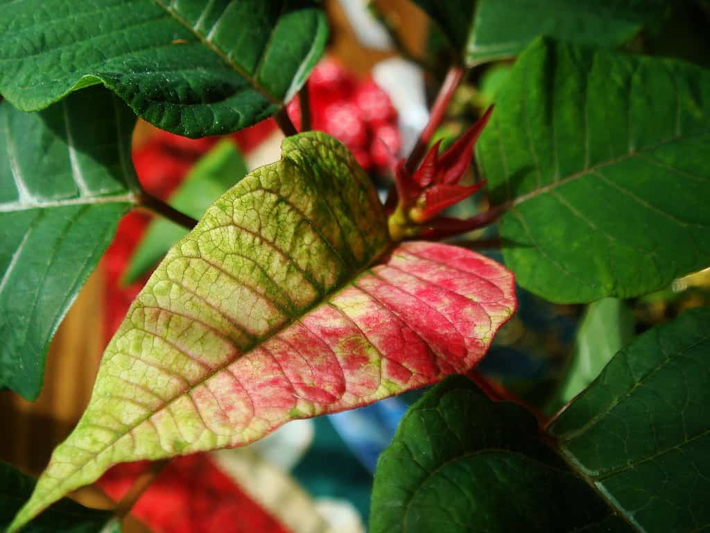 Changing colors on a poinsettia plant's bract.