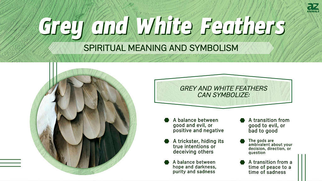 The Spiritual Meaning and Symbolism of Grey and White Feathers - A-Z ...