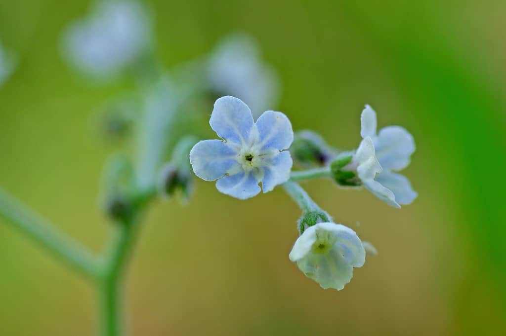 tiny, blue wild comfrey flowers close-up