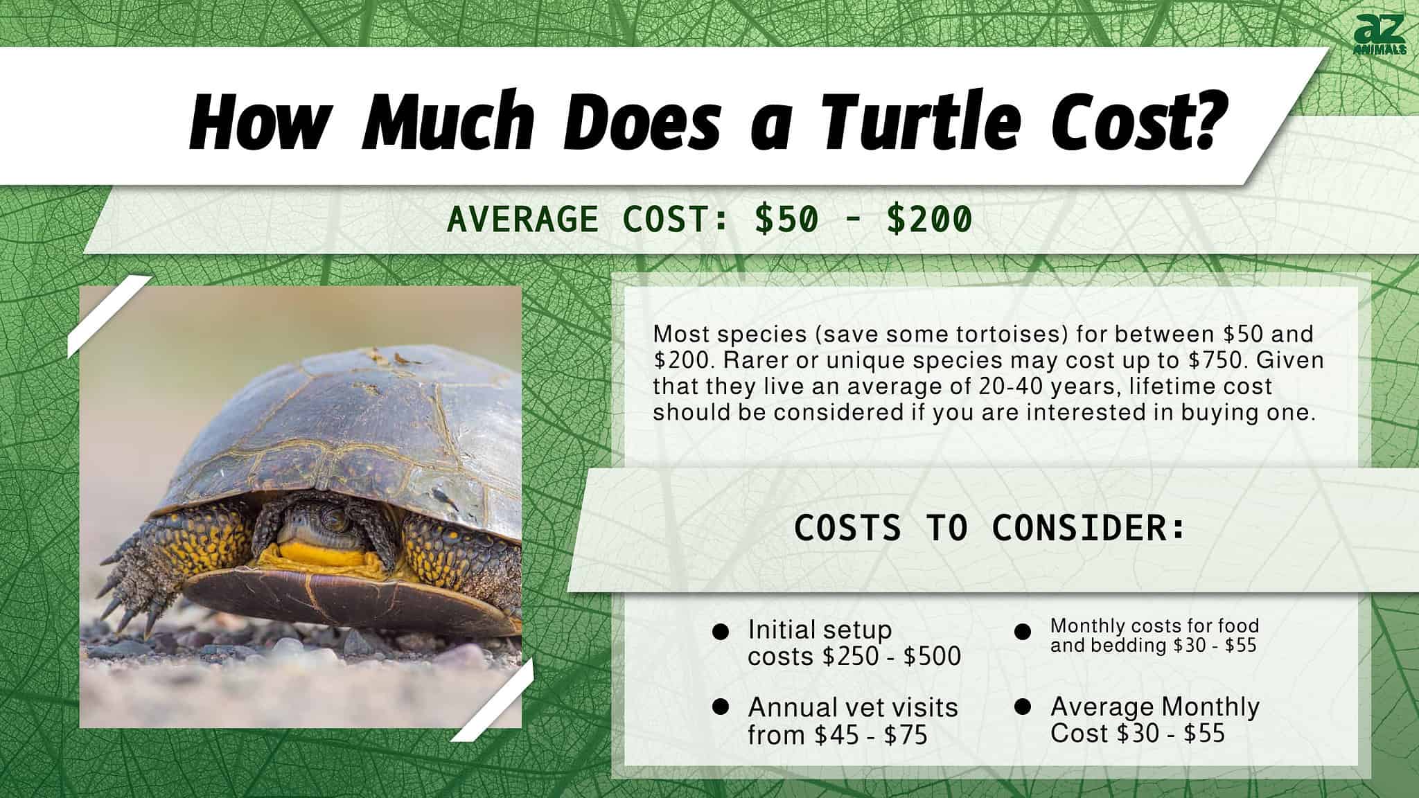 Turtle Prices 2023: Purchase Cost by Type, Plus Supplies