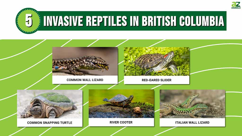 5 Invasive Reptiles In British Columbia - A-Z Animals