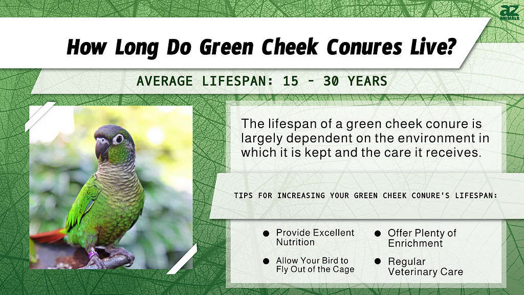 Green Cheek Conures Live an Average of 15 - 30 Years