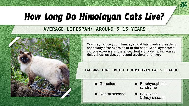Himalayan Cat Lifespan How Long Do Himalayans Live A Z Animals himalayan-cat-lifespan-how-long-do-himalayans-live-a-z-animals