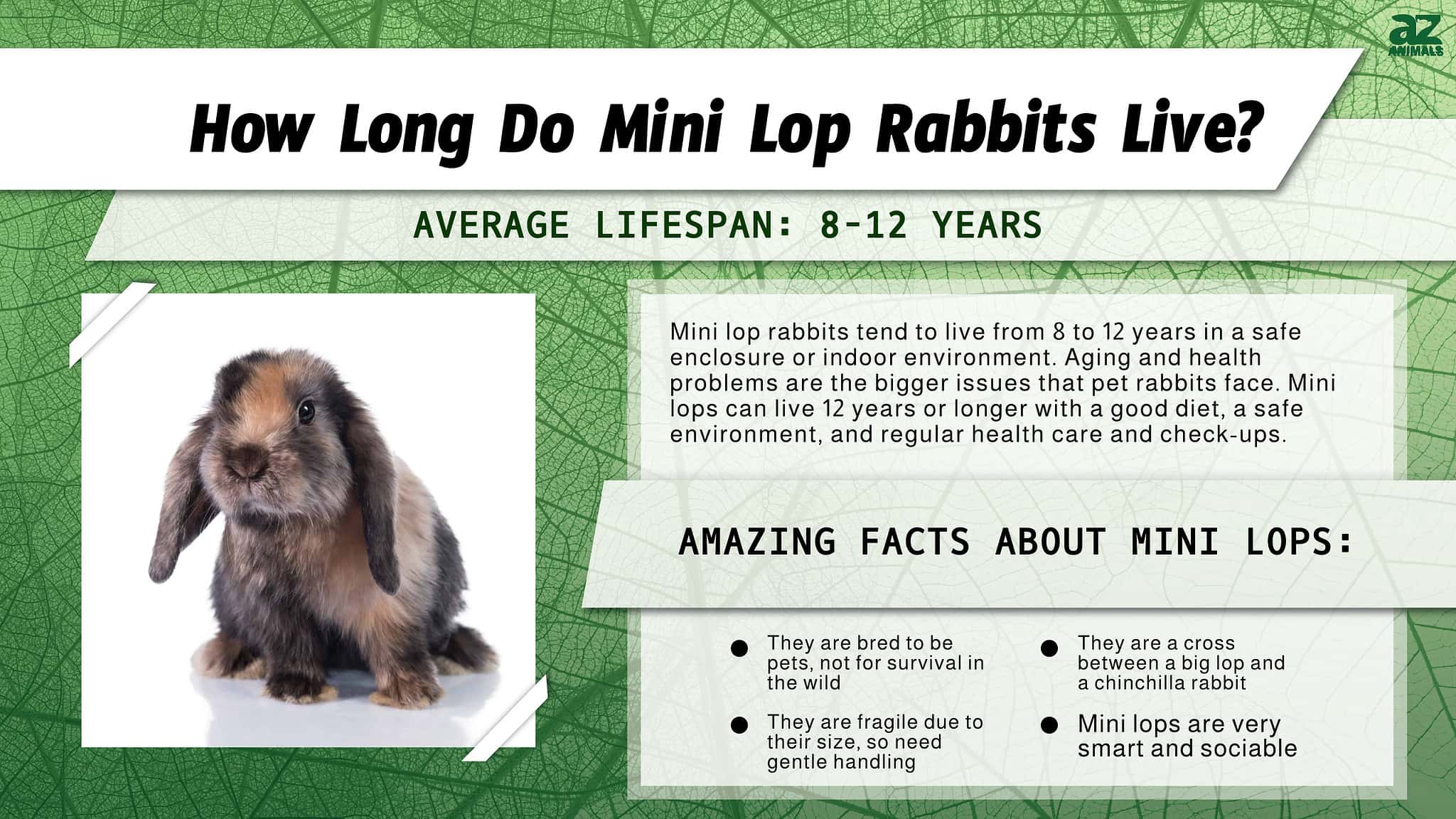 Mini Lop Rabbit Lifespan How Long Do Mini Lop Rabbits Live? AZ Animals