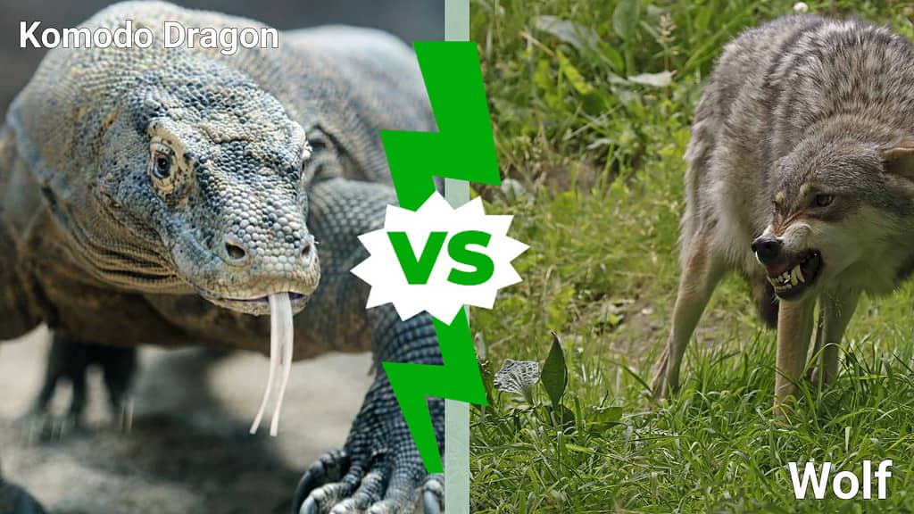 Komodo dragon vs. wolf 