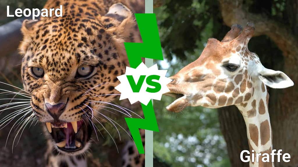 leopard vs. giraffe