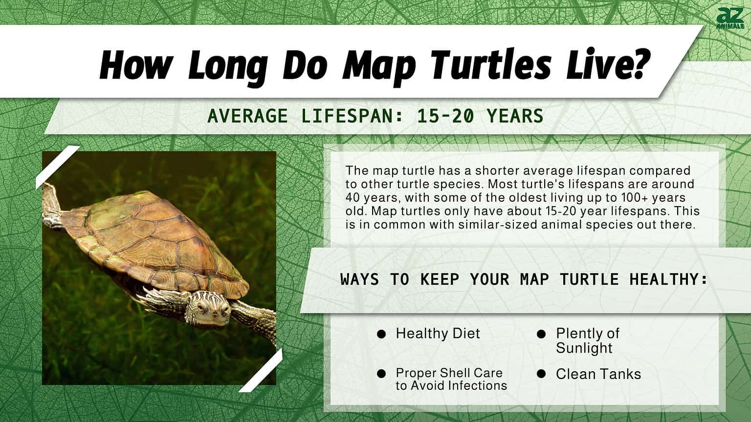 Map Turtle: Lifespan, Size, and How to Care for One - A-Z Animals