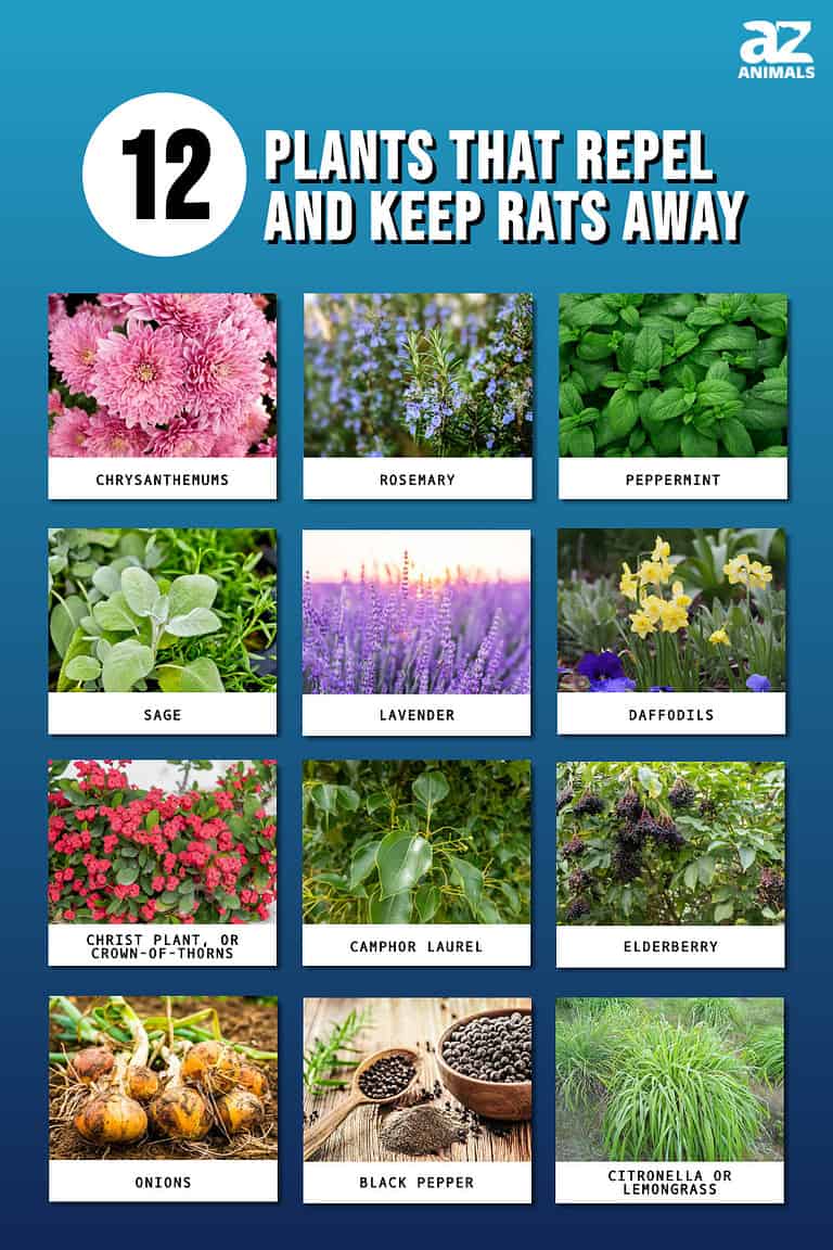 12 Plants That Repel and Keep Rats Away - A-Z Animals