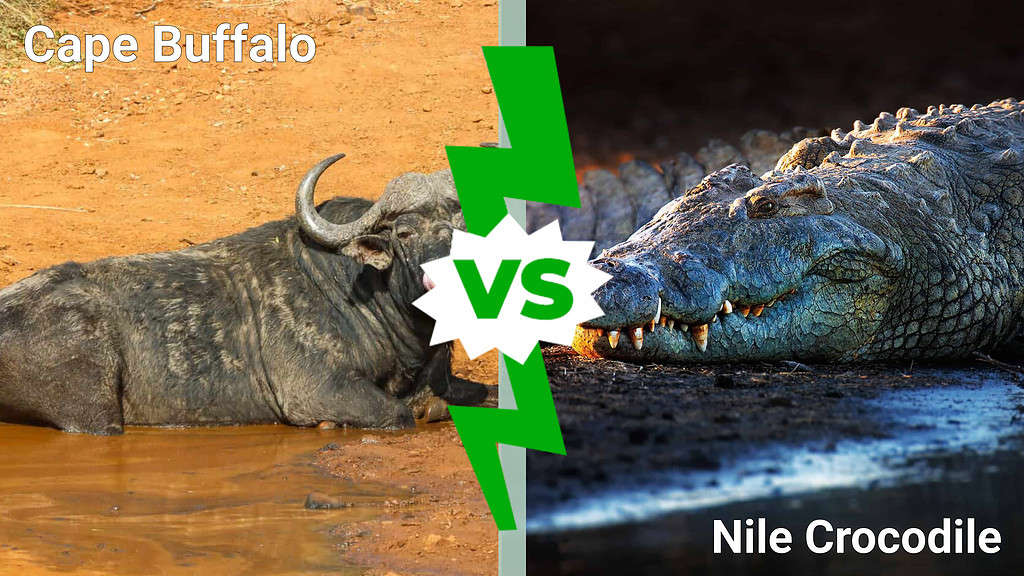 cape buffalo vs. Nile crocodile