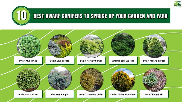 The 10 Best Dwarf Conifers to Spruce Up Your Garden and Yard - A-Z Animals