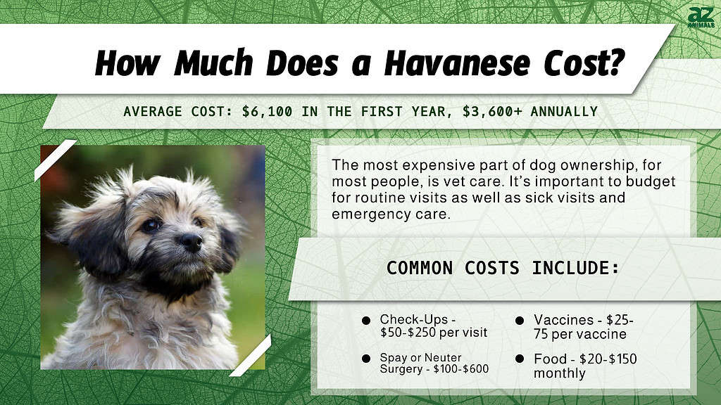 Havanese Prices 2024 Purchase Cost Vet Bills Grooming And More A   6112532dd2055f7d98835413f1f4bd61566a0408 1024x576 