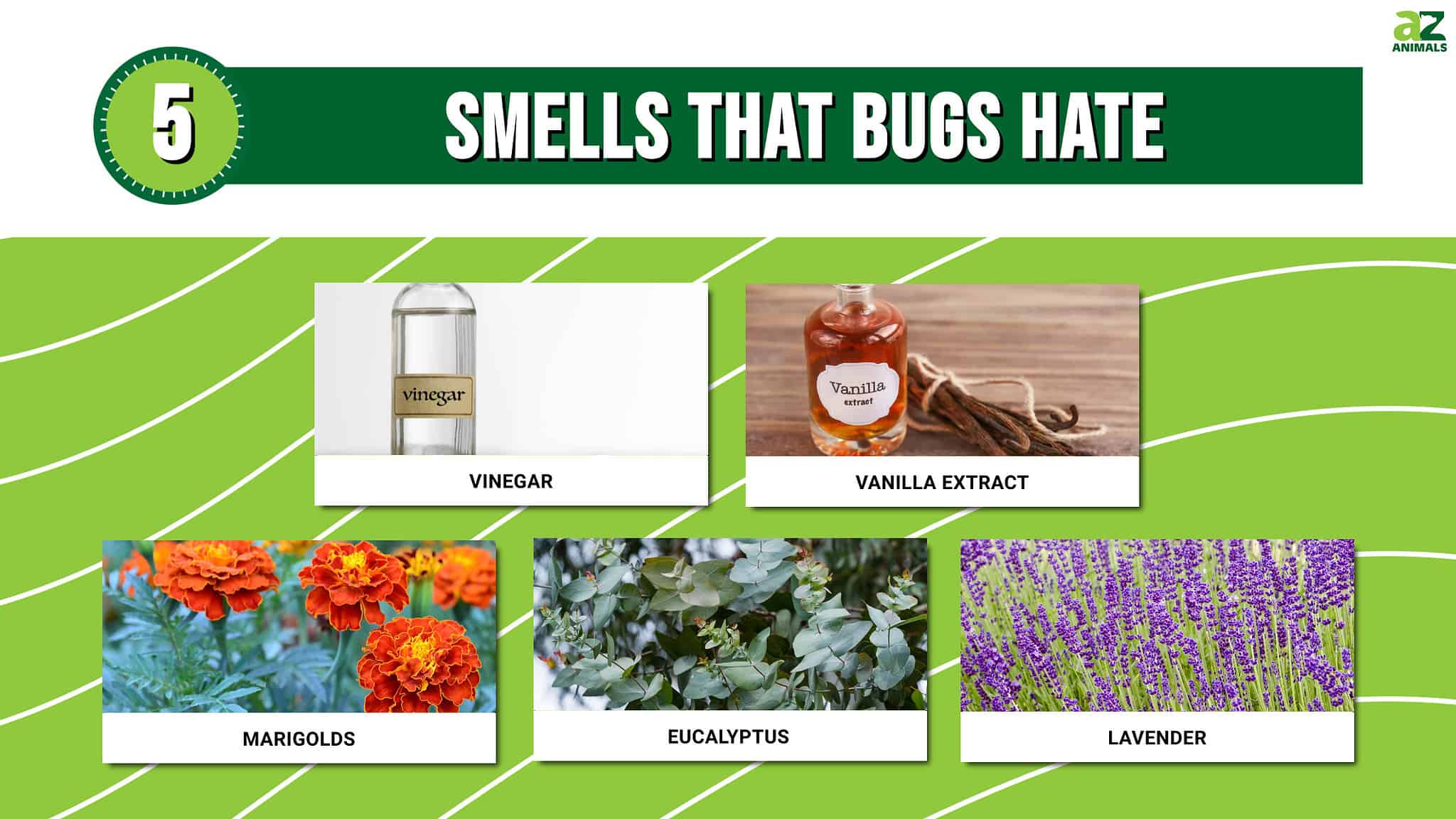 5 Smells That Attract Bugs and 5 Smells They Hate! AZ Animals