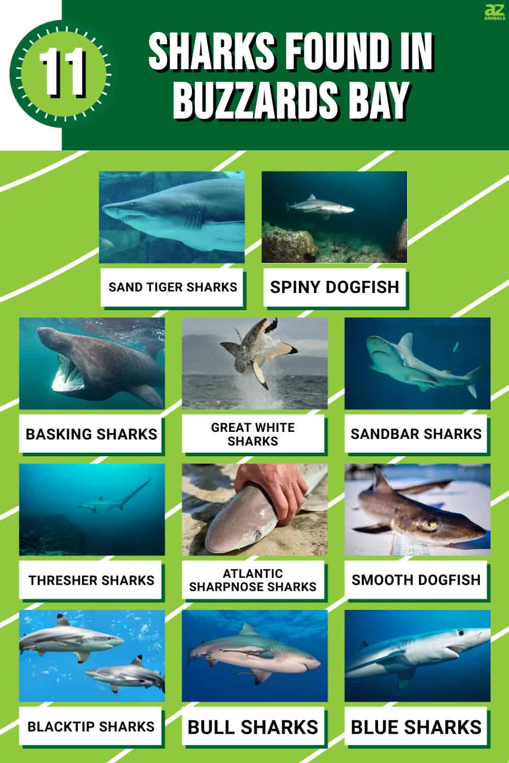 Discover the 11 Sharks Found in Buzzards Bay