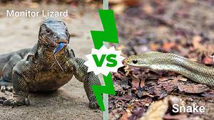 Monitor Lizard Vs. Snakes: 4 Key Similarities Picture